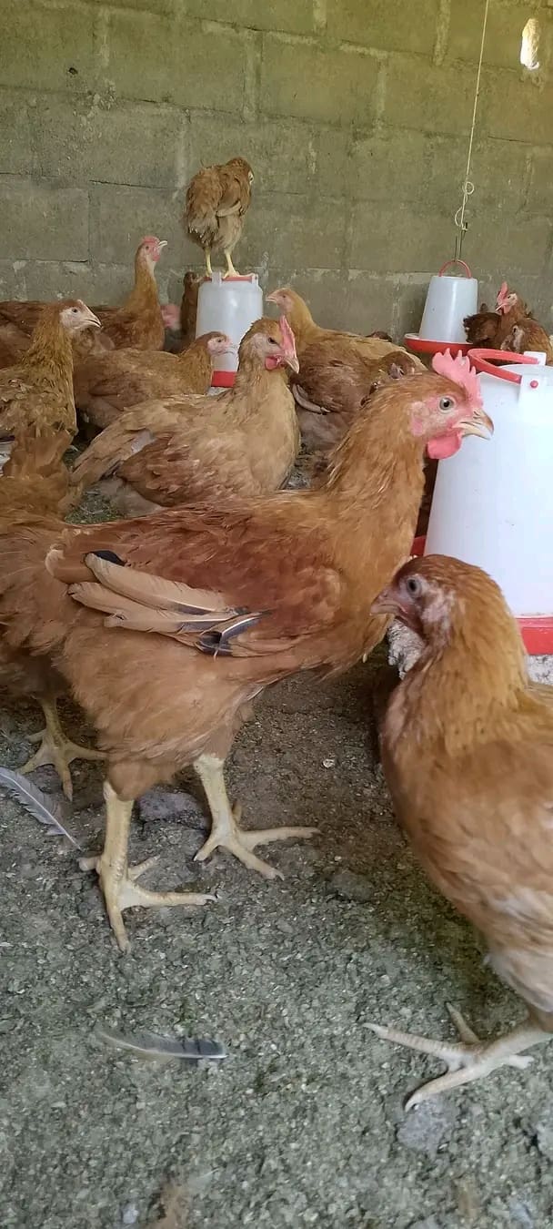 Poulet local amélioré.